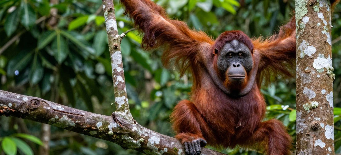 Wild orangutan in Sepilok rainforest sanctuary